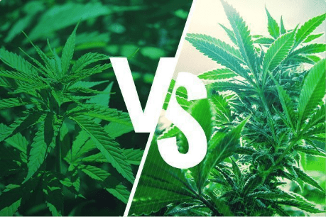 The Difference Between Sativa & Indica - In-depth analysis