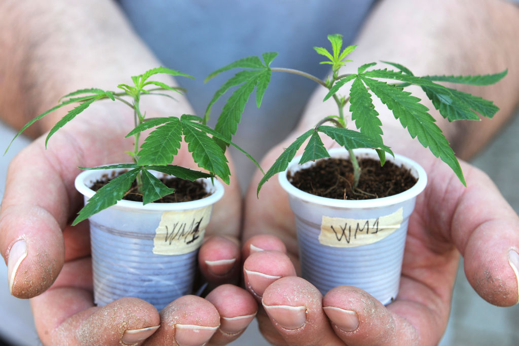 How marijuana (cannabis) affects the body